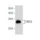CXXC5 Antibody (H-6) - Western Blotting - Image 155277 