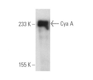 Cya A Antibody (3D1) - Western Blotting - Image 6508
