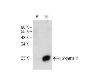 CYB561D2 Antibody (C-2) - Western Blotting - Image 146815