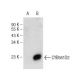 CYB561D2 Antibody (C-2) - Western Blotting - Image 146815
