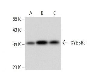 CYB5R3 Antibody (G-11) - Western Blotting - Image 300488 