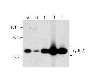 cyclin A Antibody (B-8)