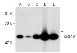 cyclin A Antibody (B-8) | SCBT - Santa Cruz Biotechnology