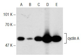 cyclin-a-antibody-b-8-western-