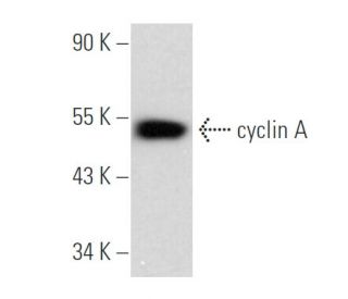 cyclin A抗体(B-8)