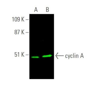 cyclin A Antibody (B-8)