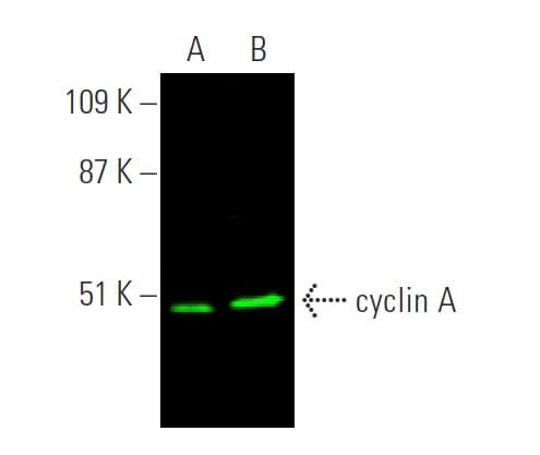 cyclin A Antibody (B-8) | SCBT - Santa Cruz Biotechnology