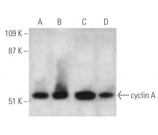 cyclin A抗体(B-8) | SCBT - Santa Cruz Biotechnology