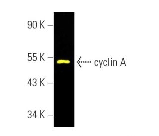 cyclin A Antibody (B-8) | SCBT - Santa Cruz Biotechnology