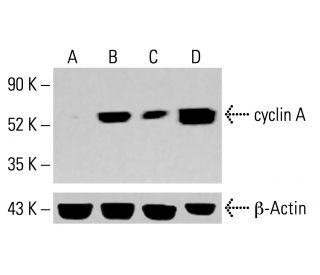 193様☆ ご確認用 cyclin A抗体(B-8) | SCBT - Santa Cruz Biotechnology