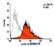 cyclin A Antibody (BF683) | SCBT - Santa Cruz Biotechnology