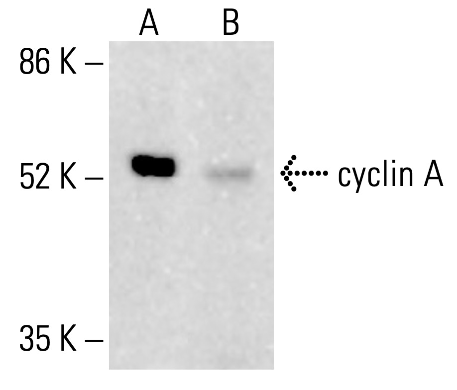 cyclin A Antibody (BF683) | SCBT - Santa Cruz Biotechnology