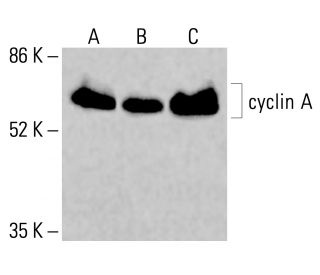 cyclin A Antibody (BF683) - Western Blotting - Image 416516