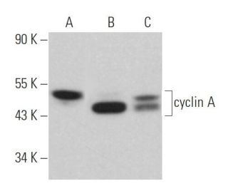 cyclin A Antibody (H-3) | SCBT - Santa Cruz Biotechnology