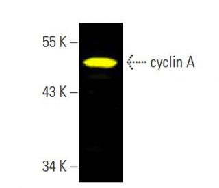 cyclin A Antibody (H-3) | SCBT - Santa Cruz Biotechnology