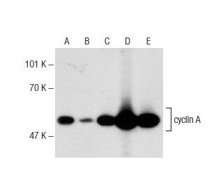 western blotting image from recommended cyclin A (B-8) monoclonal antibody replacement. Image 145774