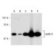 This polyclonal antibody has been discontinued. See our recommended <a href="cyclin-a-antibody-b-8">cyclin A (B-8)</a> monoclonal antibody (sample data shown). western blotting image from recommended cyclin A (B-8) monoclonal antibody replacement. Image 145774