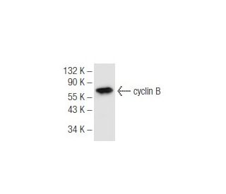 western blotting image from recommended cyclin B (D-1) monoclonal antibody replacement. Image 68226