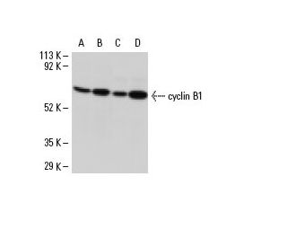 Cyclin B1 Antibody  Cell Signaling Technology
