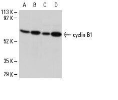 CCNB1 cyclin B1 Antibody D 11 SCBT Santa Cruz Biotechnology