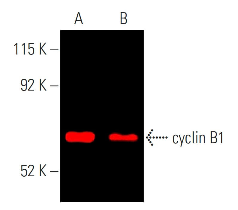 CCNB1 cyclin B1 Antibody GNS1 SCBT Santa Cruz Biotechnology