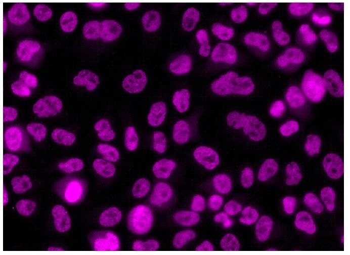 CCNB1 cyclin B1 Antibody GNS1 SCBT Santa Cruz Biotechnology