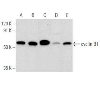 CCNB1 cyclin B1 Antibody GNS1 SCBT Santa Cruz Biotechnology