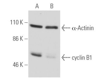 CCNB1 cyclin B1 Antibody GNS1 SCBT Santa Cruz Biotechnology