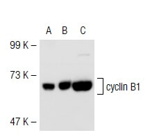 CCNB1 cyclin B1 Antibody GNS1 SCBT Santa Cruz Biotechnology