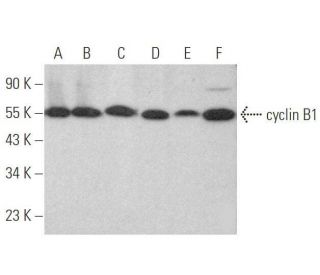 CCNB1 cyclin B1 Antibody GNS1 SCBT Santa Cruz Biotechnology