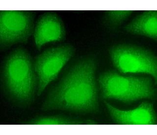 CCNB1 cyclin B1 Antibody GNS1 SCBT Santa Cruz Biotechnology