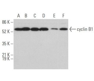 CCNB1 cyclin B1 Antibody GNS1 SCBT Santa Cruz Biotechnology