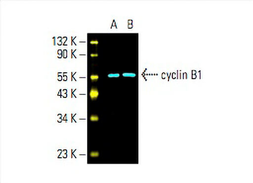 CCNB1 cyclin B1 Antibody GNS1 SCBT Santa Cruz Biotechnology