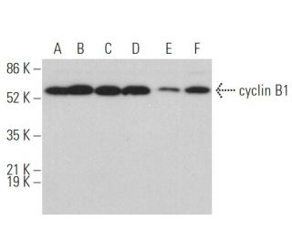 western blotting image from recommended CCNB1/cyclin B1 (GNS1) monoclonal antibody replacement. Image 374430