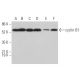 western blotting image from recommended CCNB1/cyclin B1 (GNS1) monoclonal antibody replacement. Image 374430
