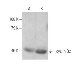 western blotting image from recommended cyclin B2 (A-2) monoclonal antibody replacement. Image 6648