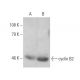 western blotting image from recommended cyclin B2 (A-2) monoclonal antibody replacement. Image 6648