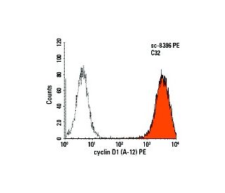 cyclin D1 Antibody A 12 SCBT Santa Cruz Biotechnology