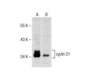 cyclin D1 Antibody A 12 SCBT Santa Cruz Biotechnology