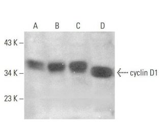 cyclin D1 Antibody (A-12) - Western Blotting - Image 350757 