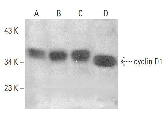 cyclin D1 Antibody A 12 SCBT Santa Cruz Biotechnology