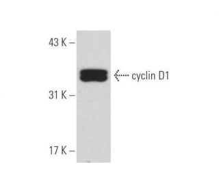 cyclin D1 Antibody A 12 SCBT Santa Cruz Biotechnology