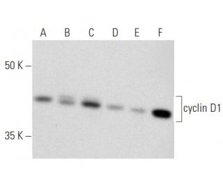 cyclin D1 Antibody A 12 SCBT Santa Cruz Biotechnology