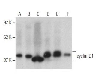 cyclin D1 Antibody A 12 SCBT Santa Cruz Biotechnology