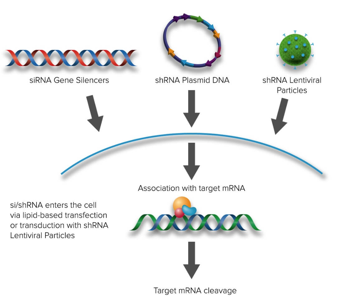 cyclin D1 siRNA h shRNA and Lentiviral Particle Gene Silencers