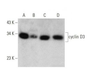 western blotting image from recommended cyclin D3 (D-7) monoclonal antibody replacement. Image 353459