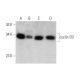 western blotting image from recommended cyclin D3 (D-7) monoclonal antibody replacement. Image 353459
