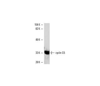 cyclin D3 Antibody (D-7) - Western Blotting - Image 551