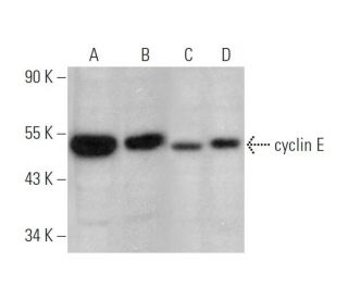western blotting image from recommended cyclin E (E-4) monoclonal antibody replacement. Image 349309