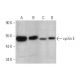 western blotting image from recommended cyclin E (E-4) monoclonal antibody replacement. Image 349309